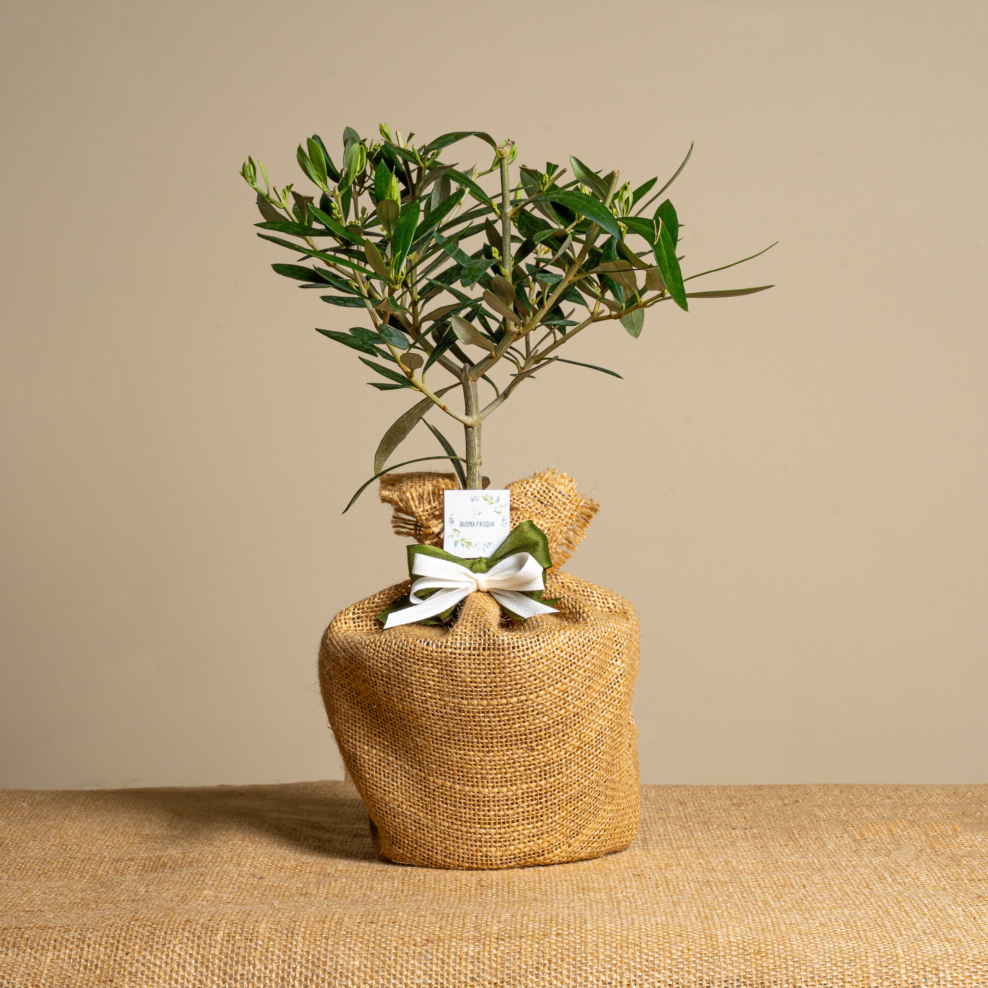 Immagine diapositiva