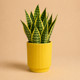 Solea Giallo