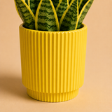 Solea Giallo