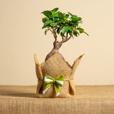 Bonsai Ginseng iuta