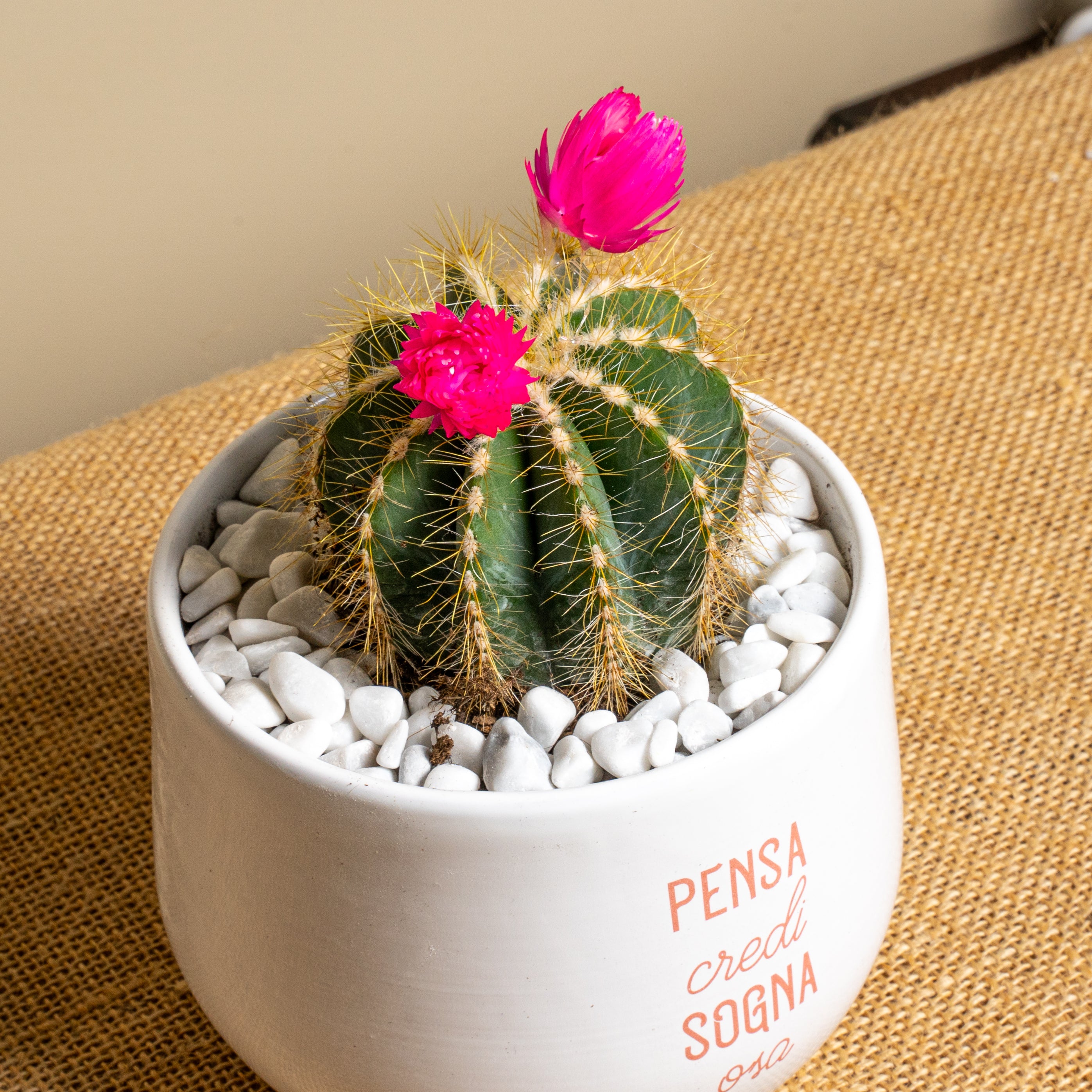 Immagine diapositiva