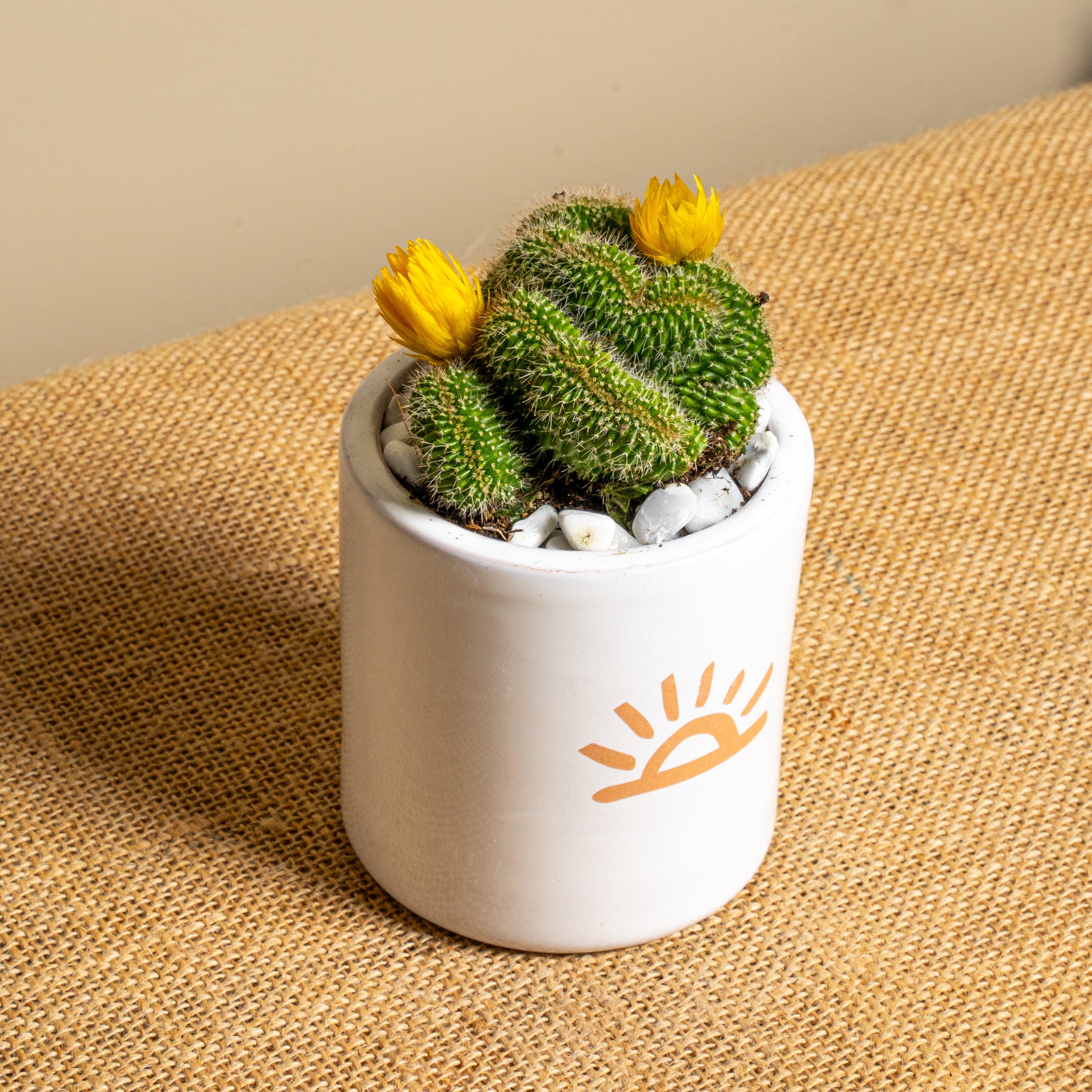 Immagine diapositiva