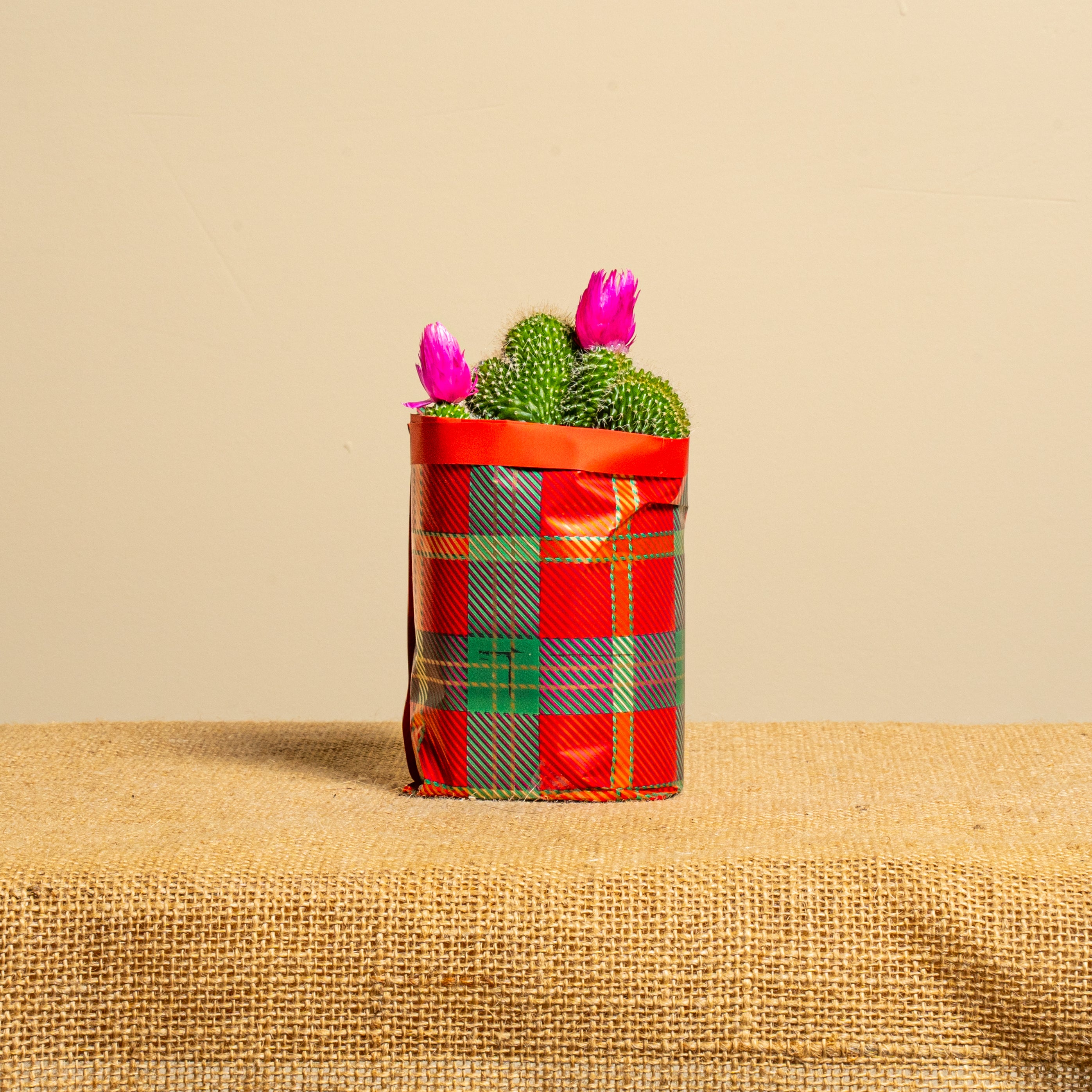 Sorelle non di sangue ma per scelta