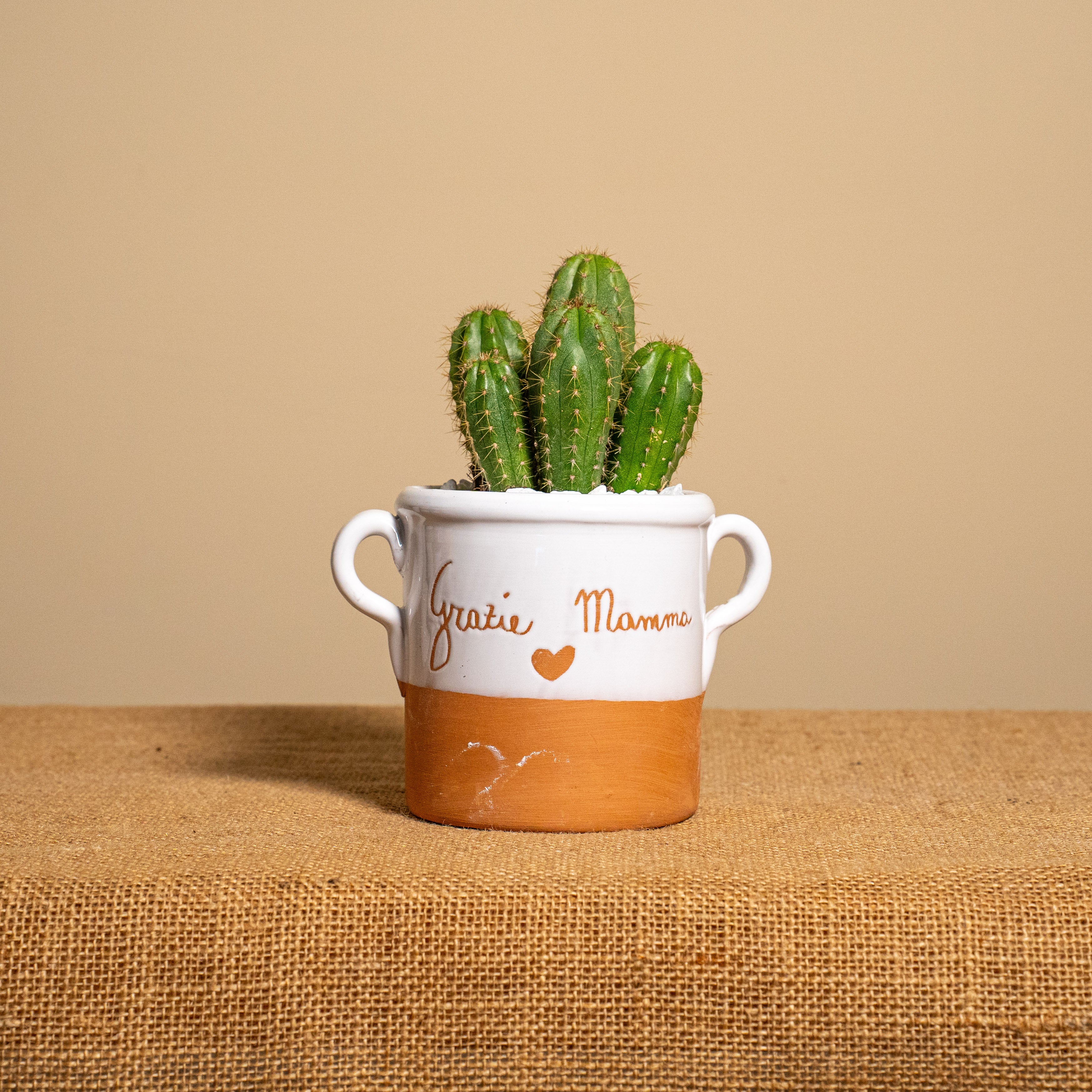 Immagine diapositiva