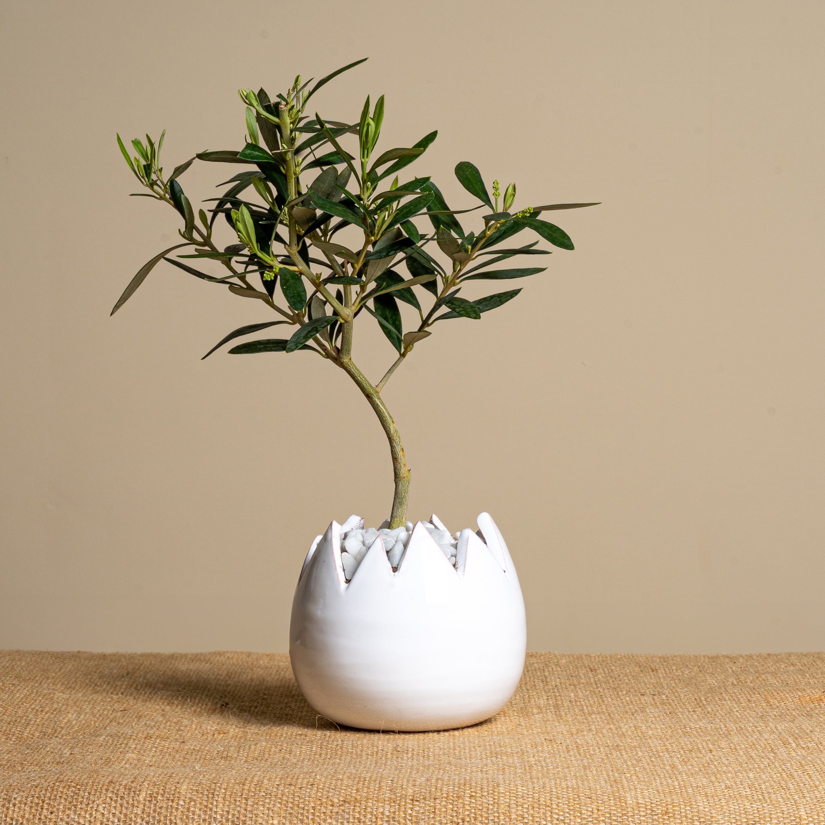 Immagine diapositiva