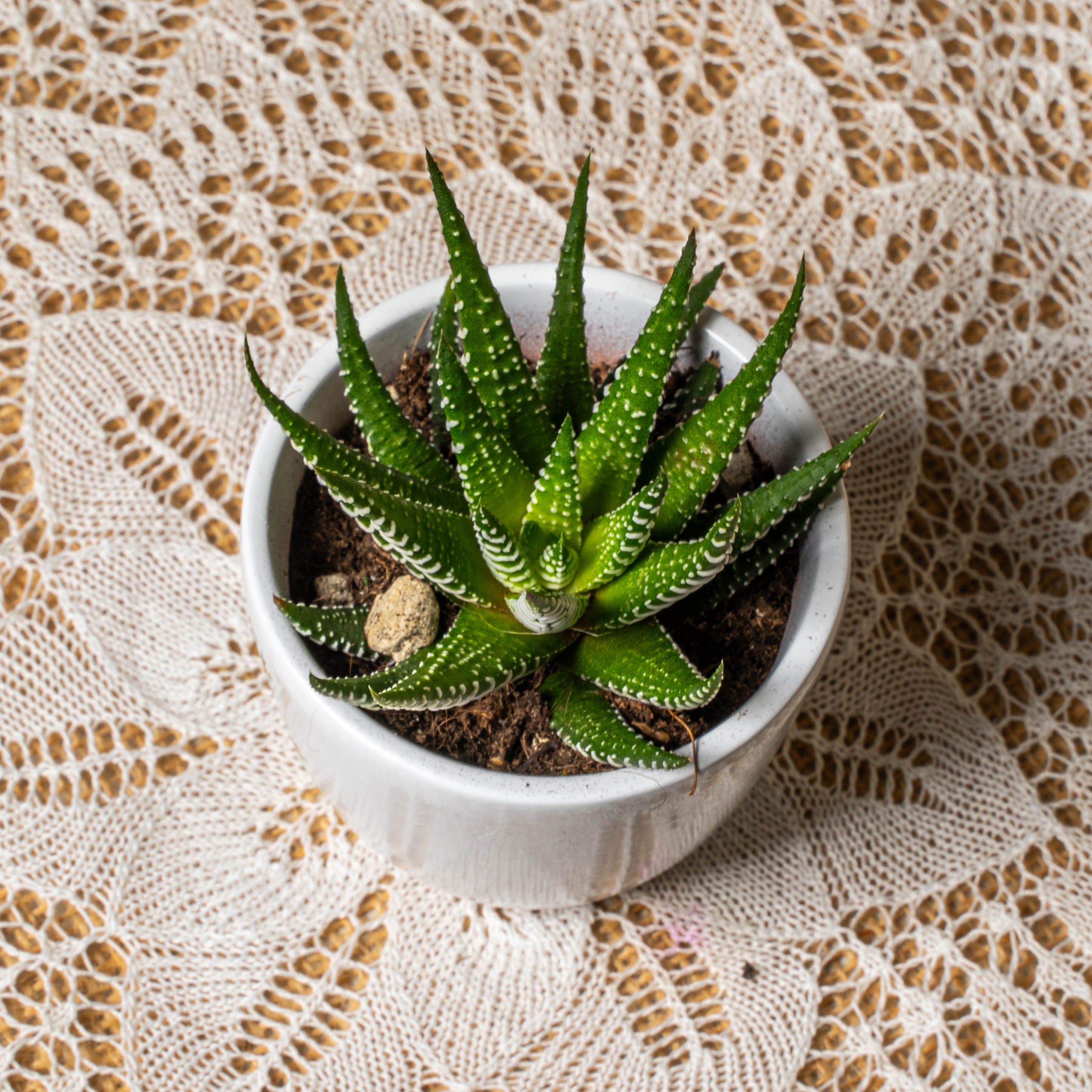 Piccolo principe MINI