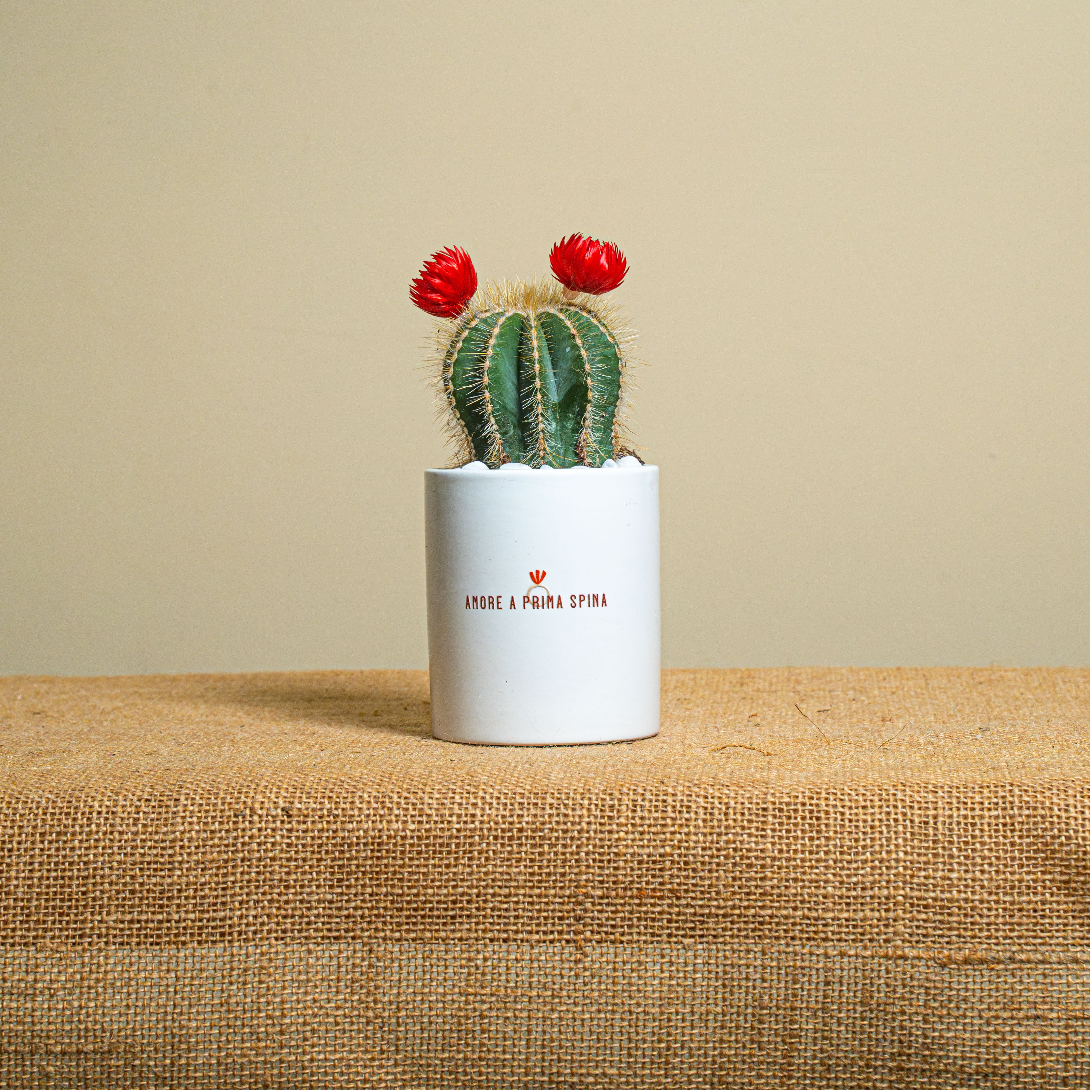 Immagine diapositiva