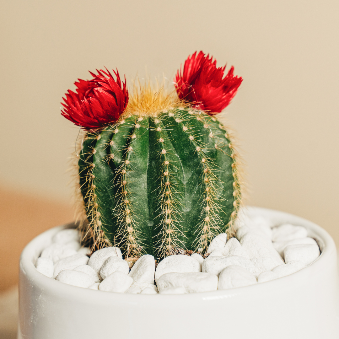 Immagine diapositiva