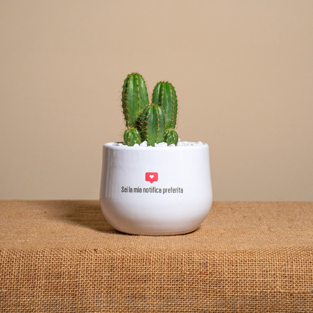 Sei la mia notifica preferita