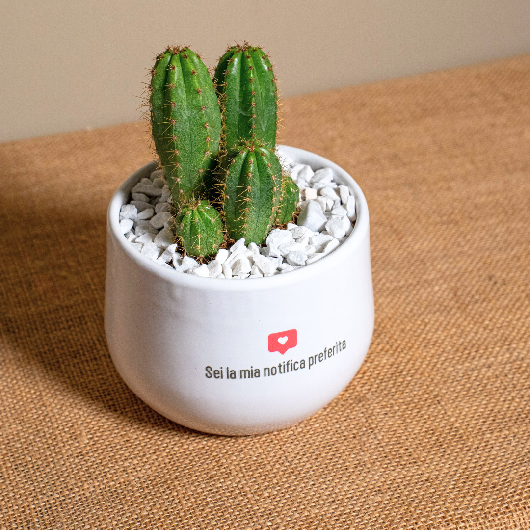 Sei la mia notifica preferita