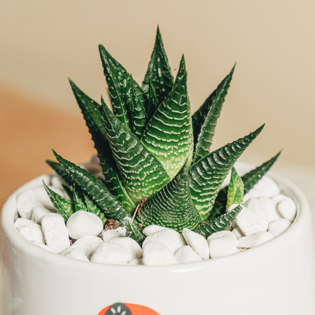 Immagine diapositiva