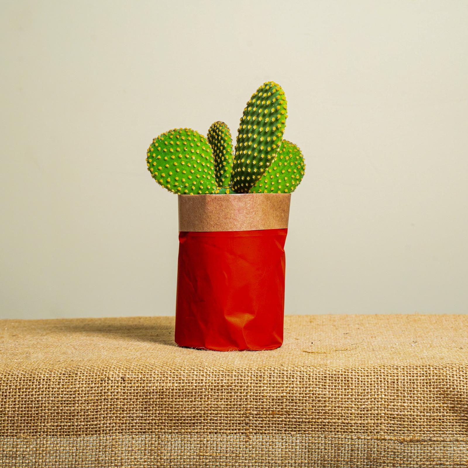 Sei la mia prima cosa bella