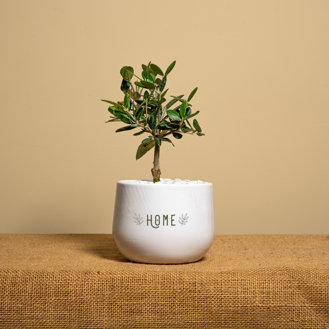 Immagine diapositiva