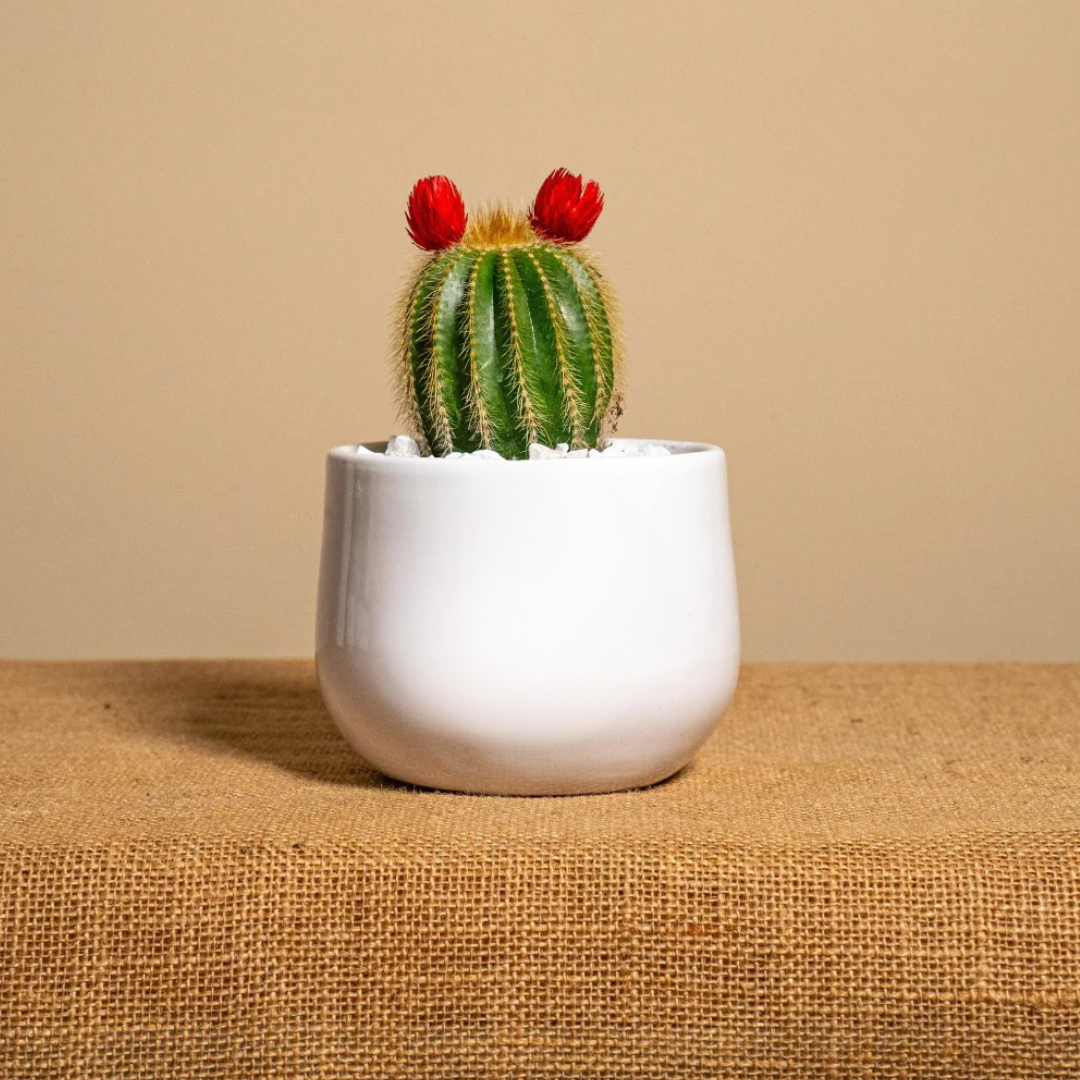 Immagine diapositiva