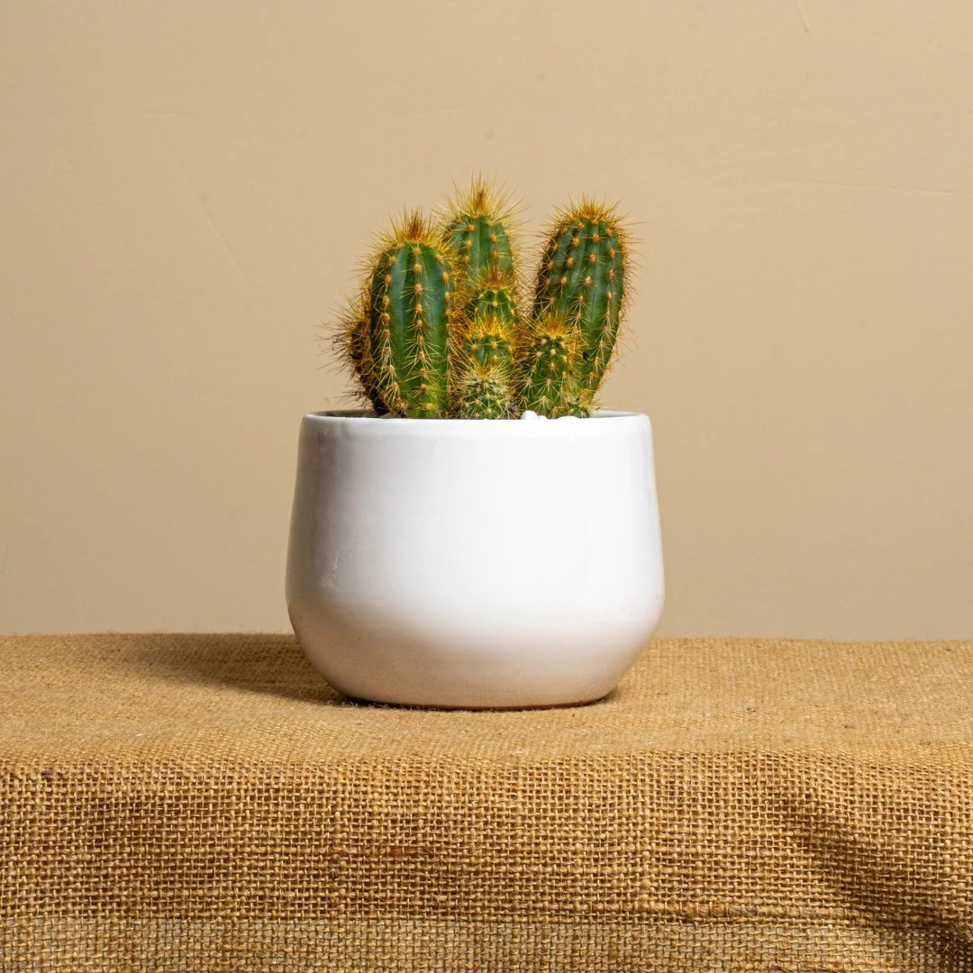 Prodotto Personalizzabile