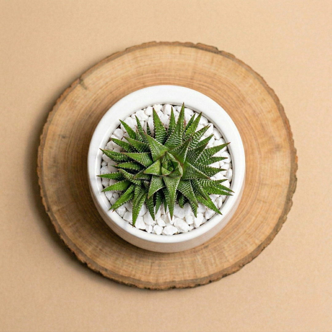 Dove c'è mamma c'è casa