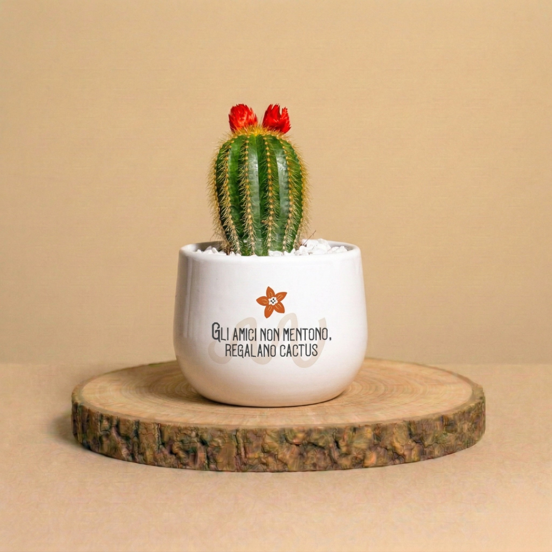 Gli amici non mentono, regalo cactus