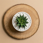 Immagine diapositiva