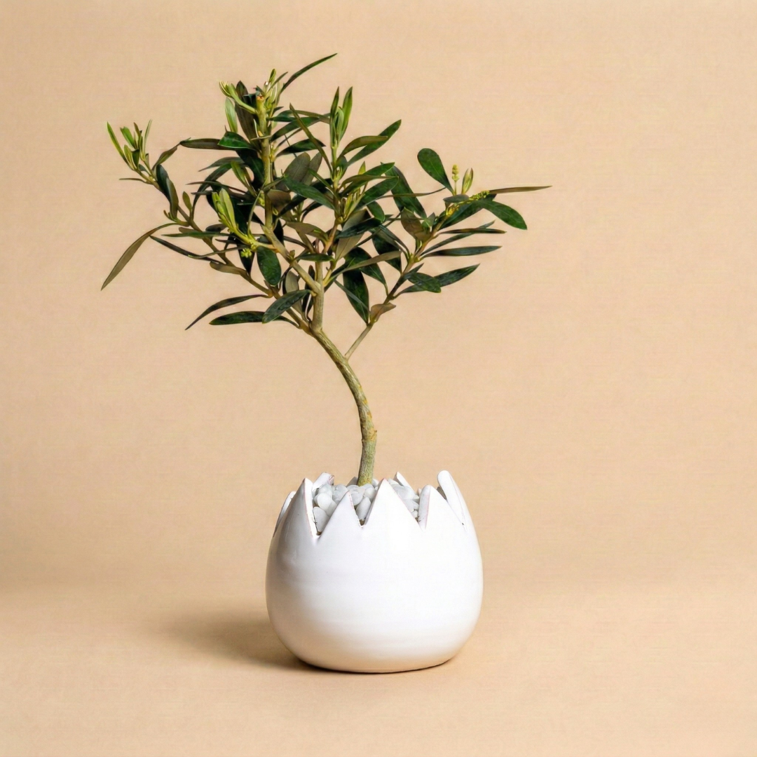 Immagine diapositiva