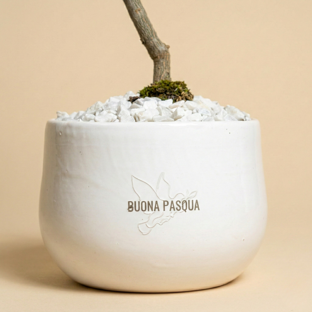 Buona Pasqua - Ulivo imperiale