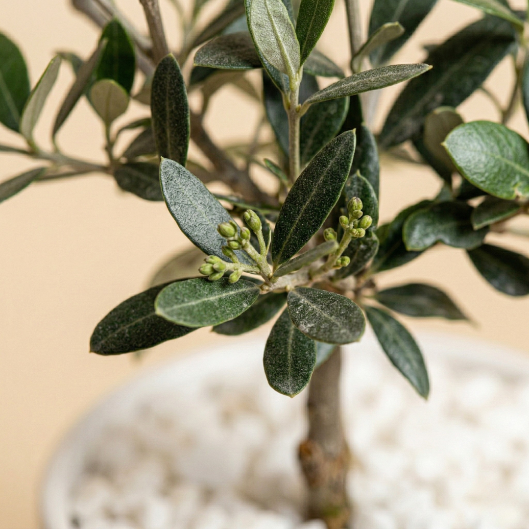 Buona Pasqua - Ulivo elegante