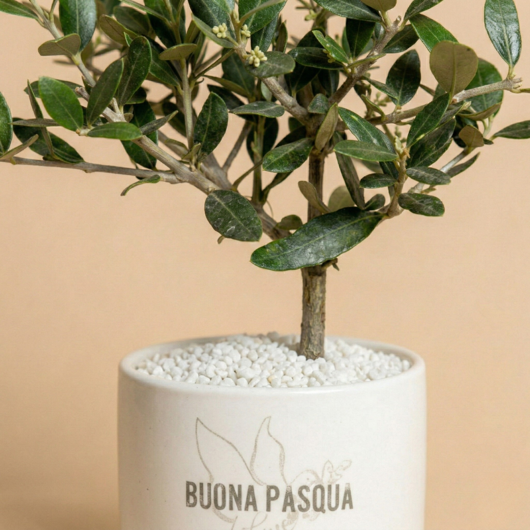 Buona Pasqua - Ulivo compatto