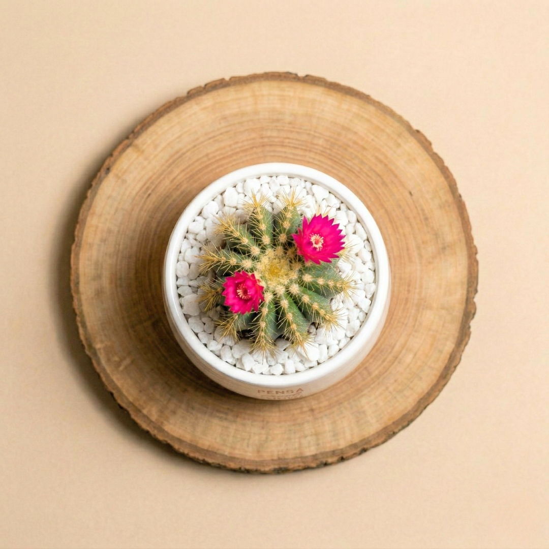 Pensa credi sogna osa