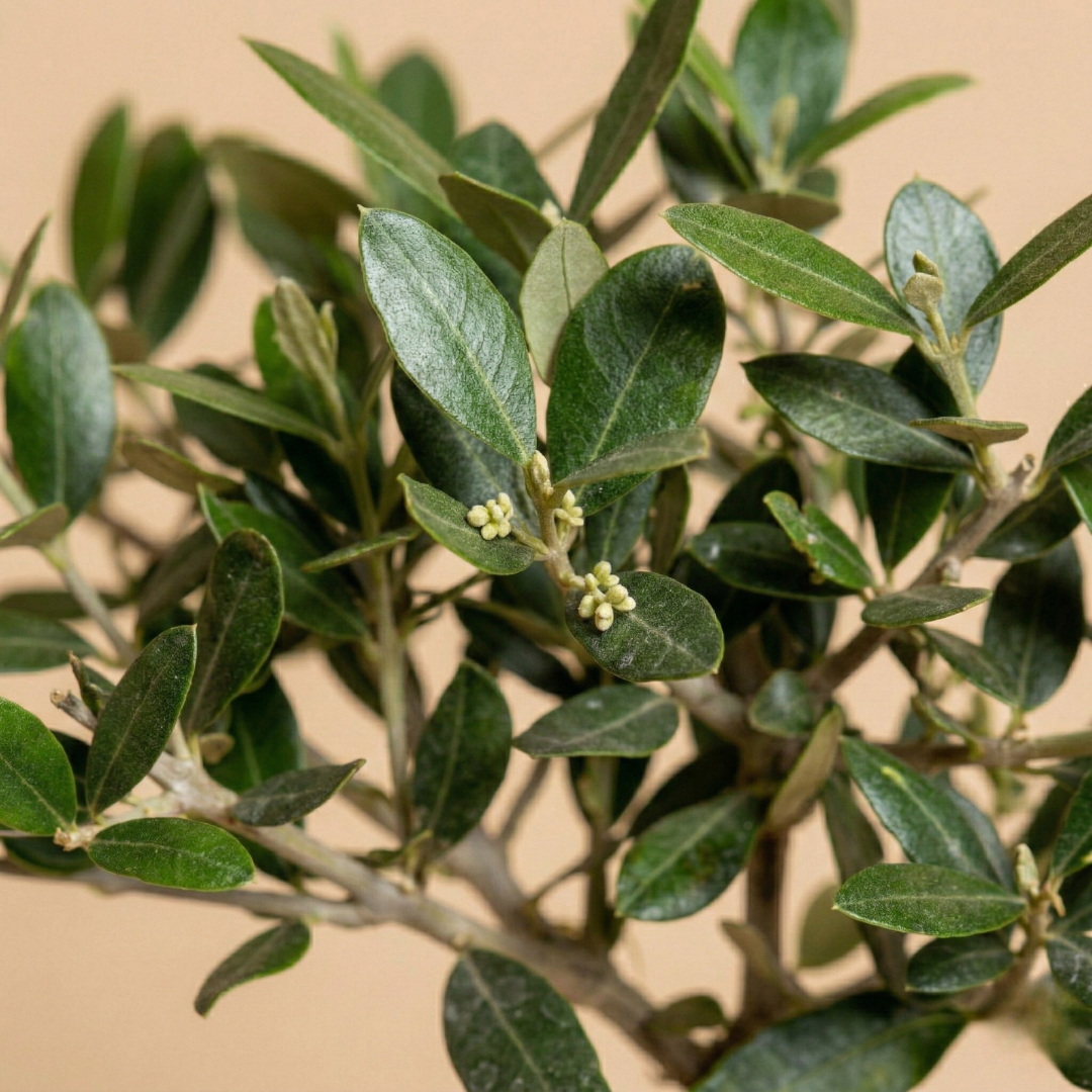 Buona Pasqua - Ulivo compatto