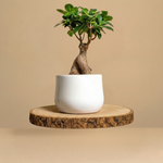 Immagine diapositiva