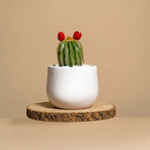 Immagine diapositiva