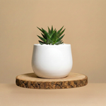 Immagine diapositiva