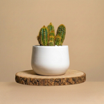 Immagine diapositiva